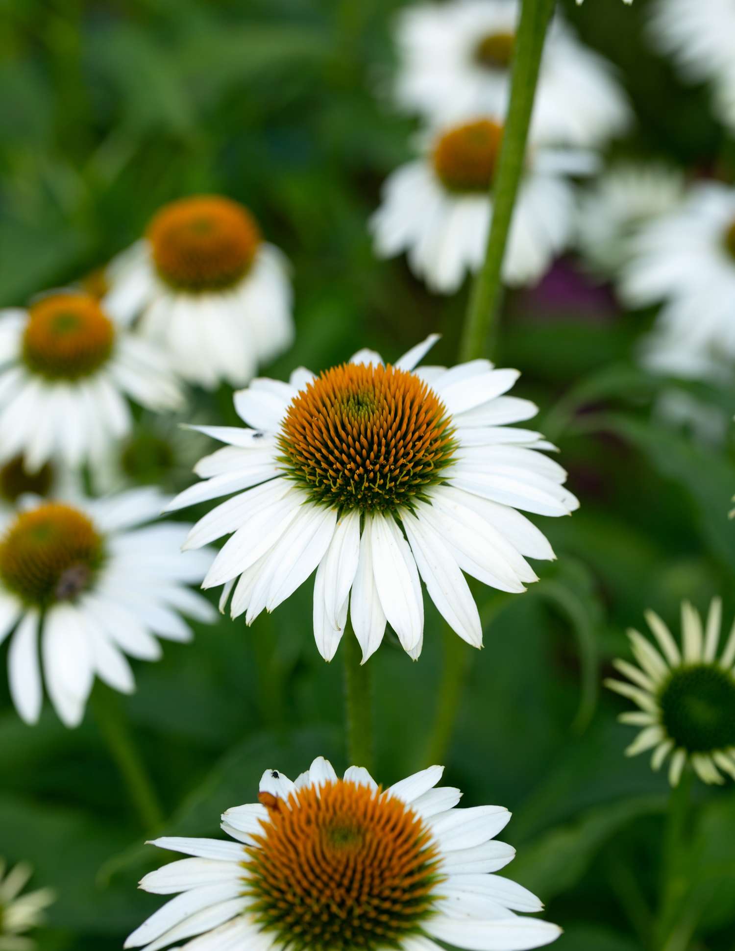 Roter Sonnenhut ‘White Swan’